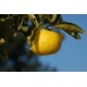 Eponge de Konjac au Citron japonais (Yuzu)
